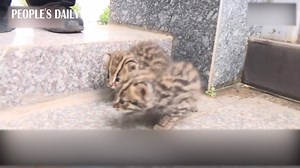 25K views · 4K reactions | Don't mistake these fluffy little things for just normal cats! Three adorable leopard cats were rescued in the farmland of SW China's Yunnan. They will be taken care of by the local wildlife department until they grew up and have the ability to survive in the wild. | People's Daily, China | Facebook