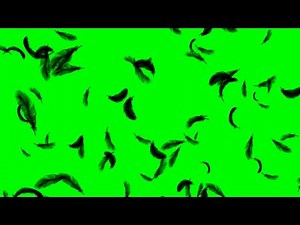 Feathers Falling Animation Isolated on Green Screen Background HD Footage