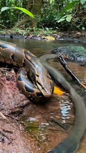 1.8K views · 47 reactions | Python vs electric eel  #wildlife #animals | Lalit Kumar | Facebook
