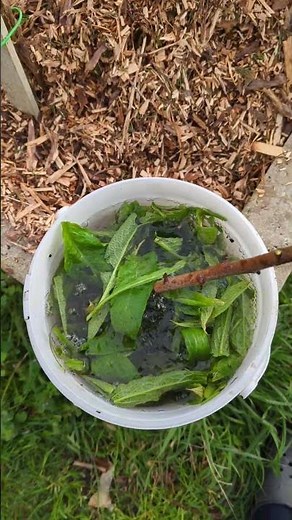 How to make comfrey fertilizer to boost your vegetable garden 🚀 and your tomatoes 🍅 💪🏼. Part 2