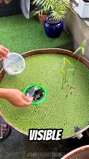 Why These Fish Refused Their New Floating Home | Crazy videos