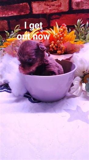 who wants to see baby Titan?