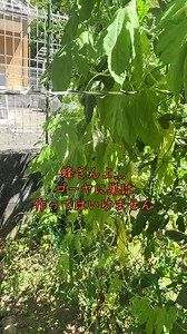 ゴーヤに作る蜂の巣駆除の体験談