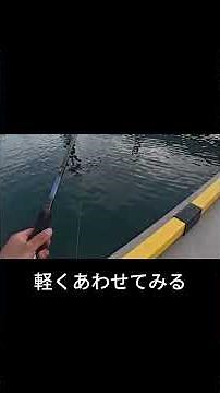 初めてのヤエン釣り #fishing #釣り #五島列島 #アオリイカ#ヤエン釣り