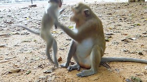 Milk.. Milk... Poor baby monkey crying very spoil request milk, Mum already wean her | Monkeys Buzz