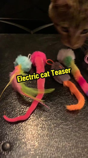 The is literally the best cat toy on the market right now..😸😻 #catsoftiktok #cat #cattoys #cats #catlovers