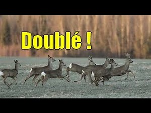 Doublé de chevreuil !