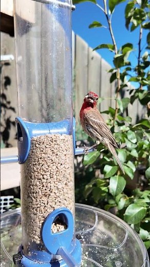 Sunflower Chips Bring in the Birds Fast