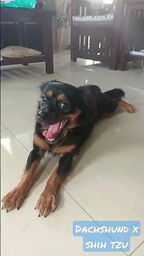Dachshund x Shih tzu