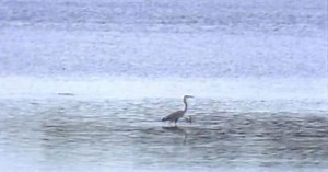 Up Close & Natural:Marsh and Swamp