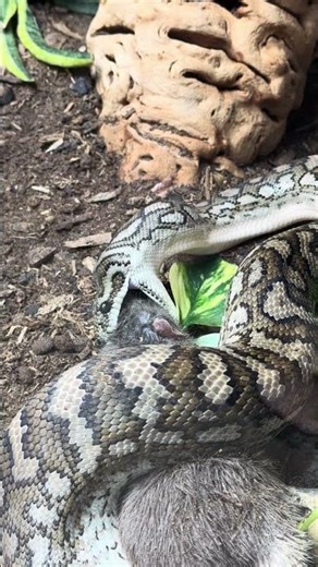 Coastal Carpet Python feeding. The beginning, the end, and the aftermath. #feeding #snake #reptiles