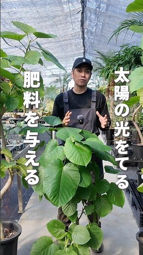 [2026 Edition] Everything You Need to Know! Pruning Ficus Umbellata: Pruning Season