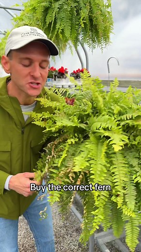 Choosing Between Boston Fern and Kimberly Queen Fern for Your Garden