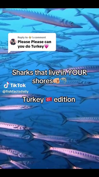 Replying to @⚜️ sharks that live in turkey🇹🇷🦈 #turkey #sharks #ocean #jaws #fish