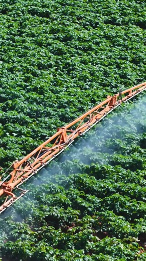 139K views · 2K reactions | The potato seed that feeds the country Healthy crops like this are a pleasure to see, well done Venom Farming. #Matapiri #FarmLife #NatureAtWork #Agriculture #FromSoilToSky #GrowWithMatapiri | Matapiri Seed Sales | Facebook