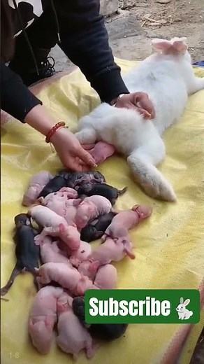I Filmed My Rabbit Giving Birth | Bunny Bounce Hub