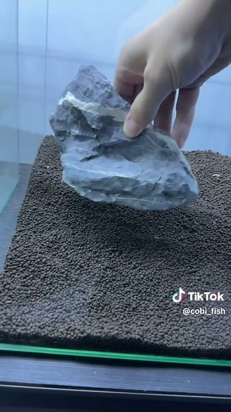 Creating the Perfect Aquarium Setup for Your Fish