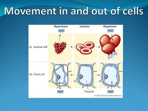 Movement In and Out Of Cells IGCSE Biology