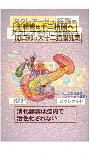 消化酵素short【歌で覚える解剖生理】