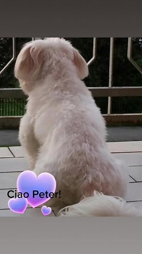 Video di Luciana Lucy Cornett (@lucianalucycornetti) con Moonlight Shadow - Remastered - Mike Oldfield