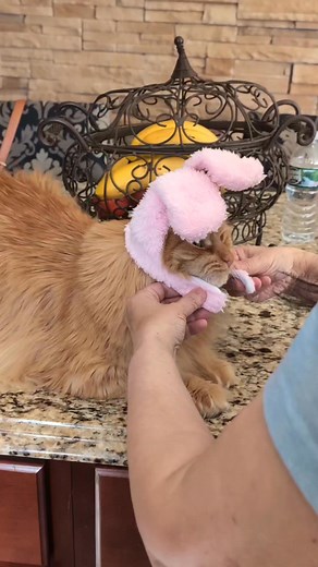 Happy Easter from the most annoyed Bunny ever 😹🐰🐣 #trendingreels #cat #sunny #cute #easter #cutecat #funny #catlover #capcut #beautiful | Sunny and his Best Furry Friends - BFF's