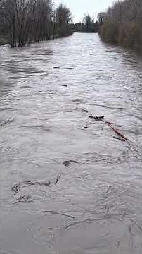 Logs and debris float down the Puyallup River