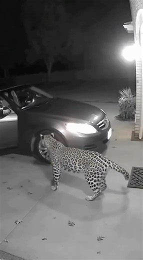 Security Cam: Leopard Climbs Into a Running Car and Accidentally Hits the Gas
