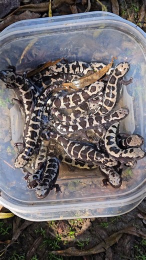 Tristan Clark on Instagram: "A handful of Marbled Salamanders (𝘈𝘮𝘣𝘺𝘴𝘵𝘰𝘮𝘢 𝘰𝘱𝘢𝘤𝘶𝘮) found in a bottomland river floodplain in the Blue Ridge Mountains of Western North Carolina. #MarbledSalamander #Ambystoma #Ambystomaopacum #Salamanders #MoleSalamanders #WesternNorthCarolina #BlueRidgeMountains #Appalachia #AppalachianMountains #Biodiversity #Herpetofauna #Ambystomatidae #SalamandersofInstagram #Amphibians #WildlifeBiology #WildlifeConservation #Herpetology #Biology #Ecology #Scienc