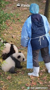 Hey! Who Turned My Bowl Of Milk Into Water? | iPanda #shorts