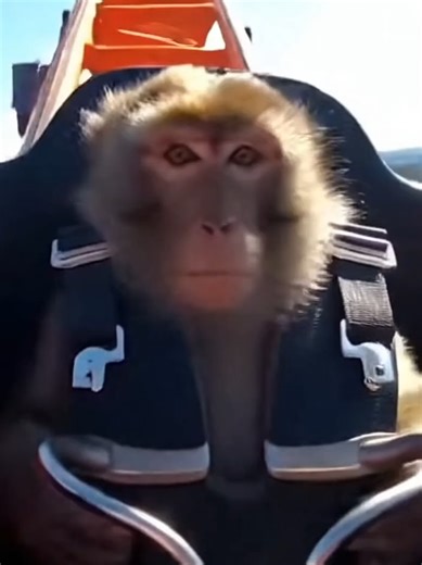 This monkey’s roller coaster ride looks way too real #MonkeyPOV #RollerCoaster #UltraRealistic #ThemeParkFun #CinematicVideo #4K #HandheldCamera #ThrillRide #ViralVideo #AdrenalineRush