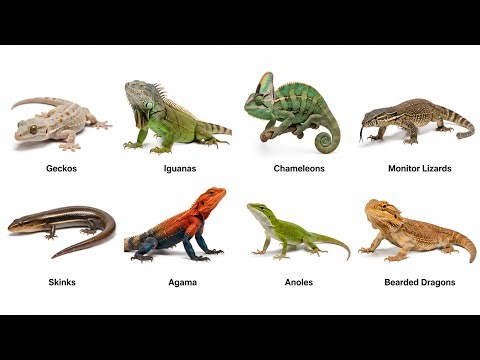 Every Type of Lizard Explained | 8 Amazing Lizards From Around the World