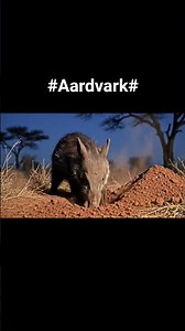 The Aardvark is a unique, nocturnal mammal native to sub-Saharan Africa.