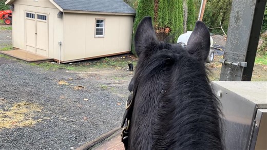 A Horse and a Scaredy Cat. | Maggie Carpenter