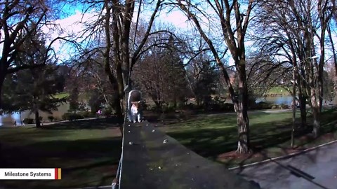 This bridge was built just for squirrels