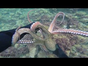 Watch How Hunting Octopus Underwater (Amazing Video) - Pesca Submarina - Chasse sous Marine 2020