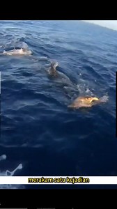 Jerung putih bantu penyu minta tolong. Teritip dibersihkan, penyu kembali bebas dan siap “balas budi”. #faktaHaiwan #penyu #jerungputih #kisahbenar #hidupanlaut #edukasivideo | Abang Lapar Ikan