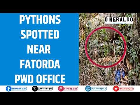 Pythons spotted near Fatorda PWD office