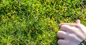 Comment éliminer la mousse dans le gazon ? 4 astuces efficaces et naturelles.