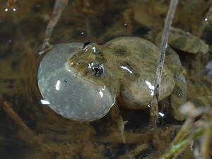 Sloane's Froglet