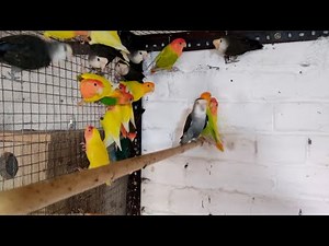 Lutino Opaline Red eyes LoveBirds All Variety Non Ring African LoveBirds