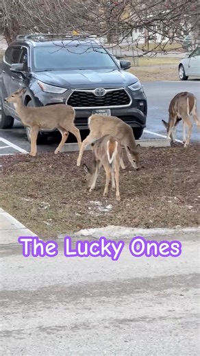 Anyone want Venison? #deer #deerhunting #deerseason #wildlife #wildanimals #montana #shorts