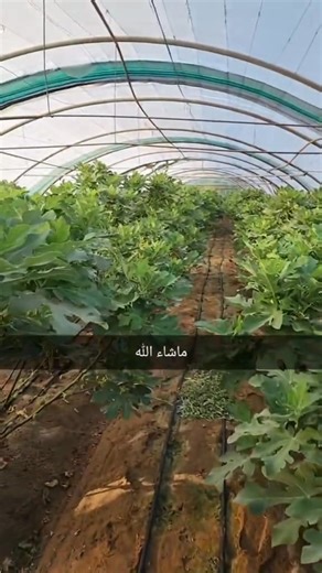 ما شاء الله لاحظو غزارة التين في هذا الصنف : تين جاسم هو صنف مميز من أشجار التين يتميز بإنتاجيته العالية وثماره الحلوة، وتعود أصوله إلى المغرب. يُعرف بلونه الذهبي المائل للاصفرار من الخارج واحمراره من الداخل، ويتميز بمقاومته العالية وسهولة العناية به. وقد يُطلق عليه هذا الاسم نسبة إلى الشخص الذي أدخله إلى الكويت. | المكتبة الزراعية الشاملة