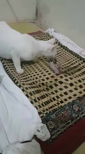 ilk doğumu olduğu için biraz korktu napıcağını şaşırdı #tiktok #keşfet #bebişlerin daha devamı gelicek 😂