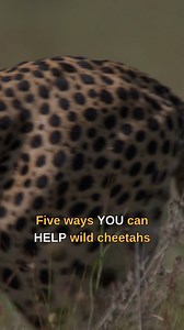 Cheetahs are the fastest land animals on the planet, but these cats are racing against extinction. Over the last century, cheetahs have disappeared from more than 90% of their historical range - and today, fewer than 7,500 remain in the wild. Want to help? This month, during our HOME RANGE FOR THE HOLIDAYS campgain, all contributions will be matched for DOUBLE the impact. 🐾 Visit cheetah.org/donate | Cheetah Conservation Fund (CCF)