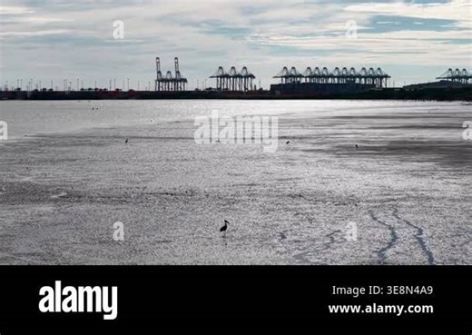 Lesser Adjutant stork silhouetted against the hazy industrial backdrop of the PTP shipping terminal Stock Video Footage - Alamy