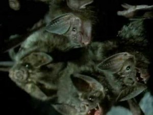 Ray Mears: Extreme Survival