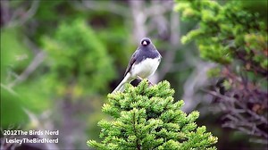 Dark eyed Junco(slate colored) song