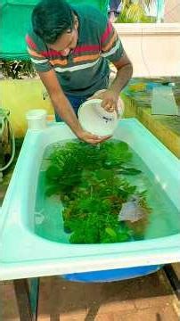 Plants for Monster Tank in Quarantine ☘️🤔