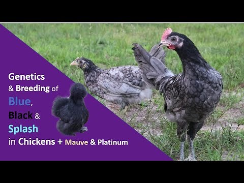 Genetics of Blue, Black & Splash in Chickens | Mauve & Platinum, Genetics, Breeding & More