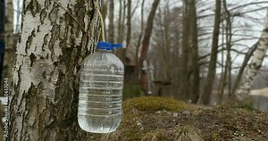 Birch sap drips into a plastic container